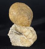 Neocrassina obliqua (LAMARCK 1819) - Bild &copy; FossNet FossilienStore